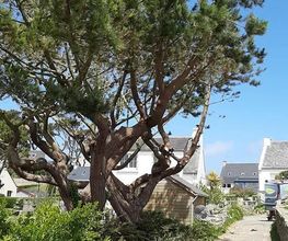 Arbres-Eco image 1