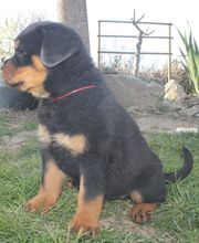 La Licorne Noire image 10