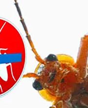 Fürst Schädlingsbekämpfung Bild 1