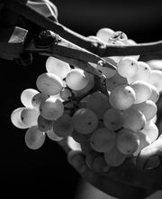 Weingut Philipp Bild 1