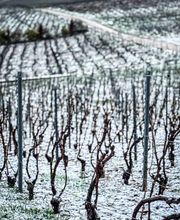 GRAPE EXPERIENCE image 14
