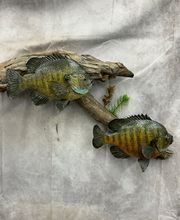 Arrowed 1 Taxidermy image 2