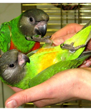 ZOO PHOENIX Silvia Gust Bild 9