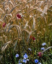 Mühle Bachmann AG Bild 11