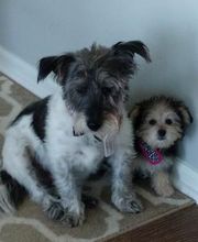 Southern Paws Animal Hospital image 17