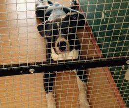 RESIDENCIA CANINA SORIA imagen 16
