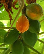 Conciergerie/Gérance de maison Haut Var image 11