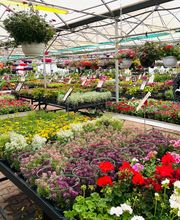 Pépinières Bourquin image 11