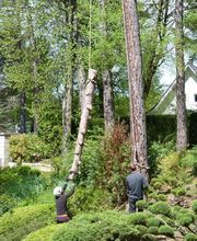 Acces Aux Arbres image 4