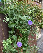 Emilia Mihalydeakpal DaMa Pflanzendesign Bild 2