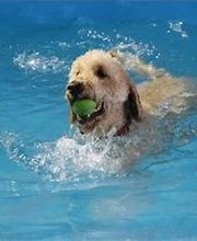 Happy Tails Resort image 6