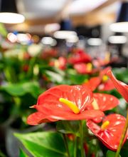Janval Fleuri image 5