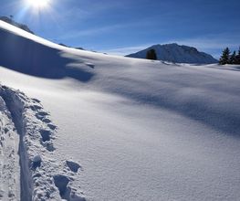 Alp Agence image 12