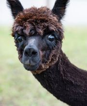 Karin Isch - inner balance coaching - und Wohlfühl-Erlebnisse mit Alpakas Bild 9