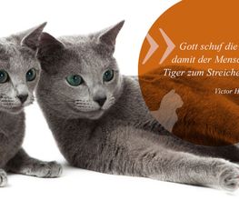 Praxis und mobiler Service Bild 2