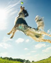 Olde Towne Animal Hospital image 7