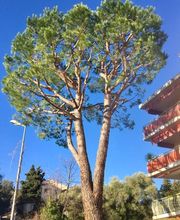 Danielou Elagage image 12