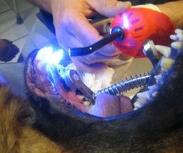 Dierenarts Meemortel De