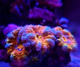 Aqua-Matrix Corals GmbH Bild 7