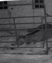 Southwood Veterinary Clinic image 16