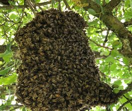 Abeille45.DGF image 14