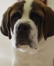 Vétérinaire des Plaines-du-Loup Bild 10