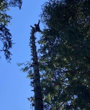 Sos Elagage image 14