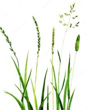 Robin Clémence image 1