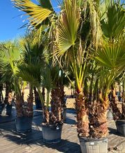 Cultur'Arbres image 14