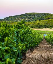 Chateau Roubine image 2