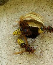 LM Nuisibles image 6