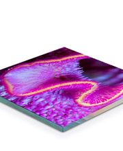 Acrylglasbilder: Brillanz und Tiefenwirkung