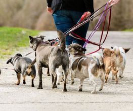 Hundeschule Wauschlau - Lernspaziergang Einzeltraining in Form eines Lernspaziergangs: Konfliktsituationen meistern, Hundebegenungen einschätzen, Leinenführung verbessern, Anti-Jagd-Training umsetzen und Hunde durch Such- und Apportierspiele auslasten.