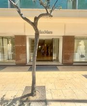 Max Mara immagine 4