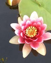 Baumann Gartenbau AG Bild 6