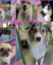 Canin Félin Toilettage image 2