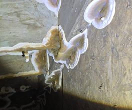 Mauertrockenlegung Bayern - bautenschutz katz GmbH Bild 2