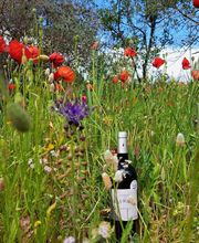 Domaine des Lauriers image 4