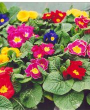 Serres De Raujolles GAEC image 2