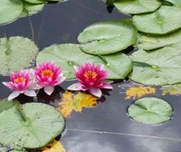GFW - Garten - Findlinge - Wasserspiele