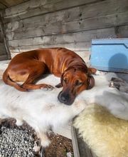 Rhodesian Ridgeback Züchter Bild 5