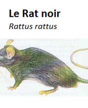 Desinfestation.ch Sàrl Bild 3