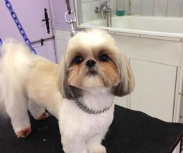 PRINCESS CANICHE image 9