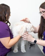 El Paseo Animal Hospital image 7