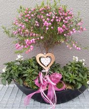 Fleur Holland Blumen Bild 5