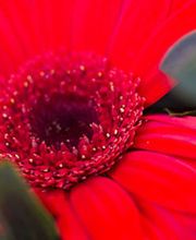 Froger Fleurs image 1