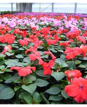 Blumen Grünert Bild 3