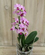 Fleur Blanche image 12