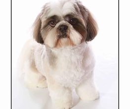 DogShine image 7