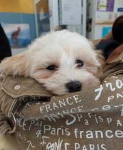 Clínica Veterinaria Huellas imagen 4